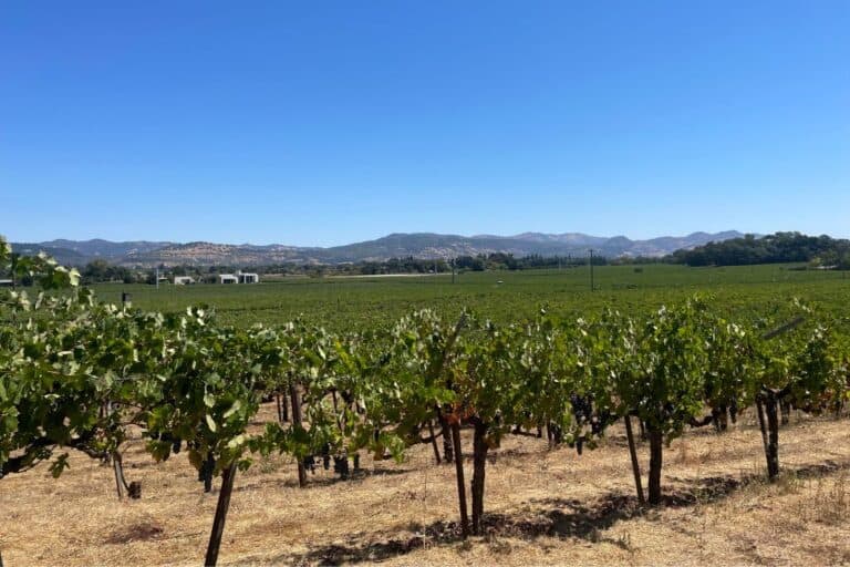 The stunning view of vineyards, mountains, and bright blue sky at Tres Sabores Winery