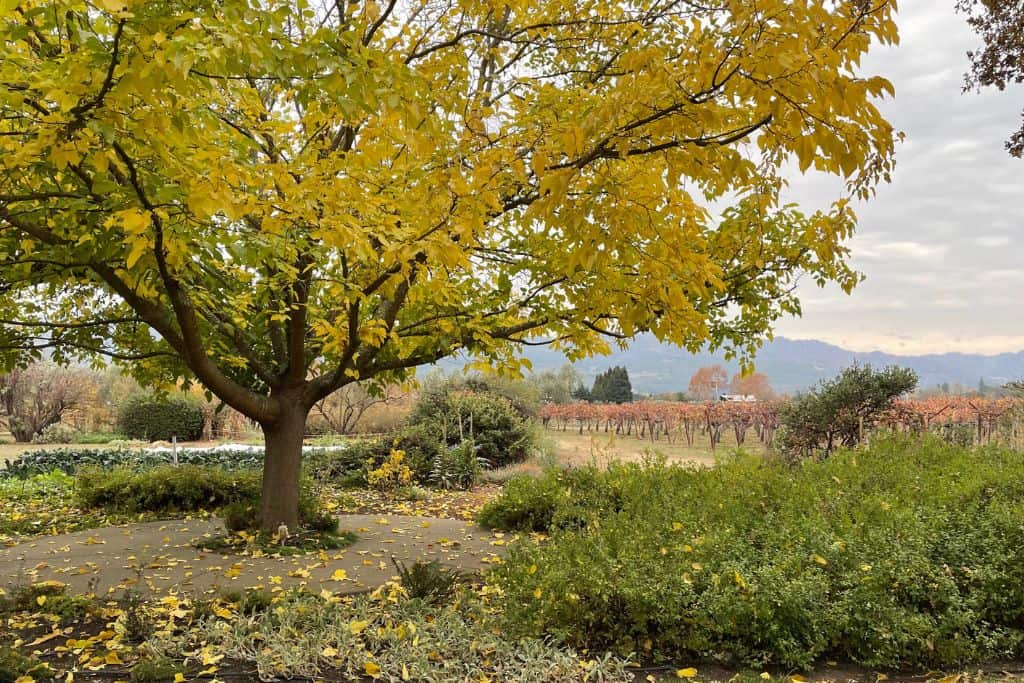 A winter day in Napa Valley with yellow leaves on the tree and bright orange leaves on the vines in the distance 