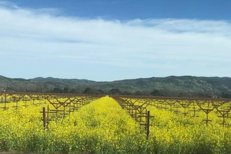 Napa Valley in Spring: 14 Best Things to Do + What to Pack