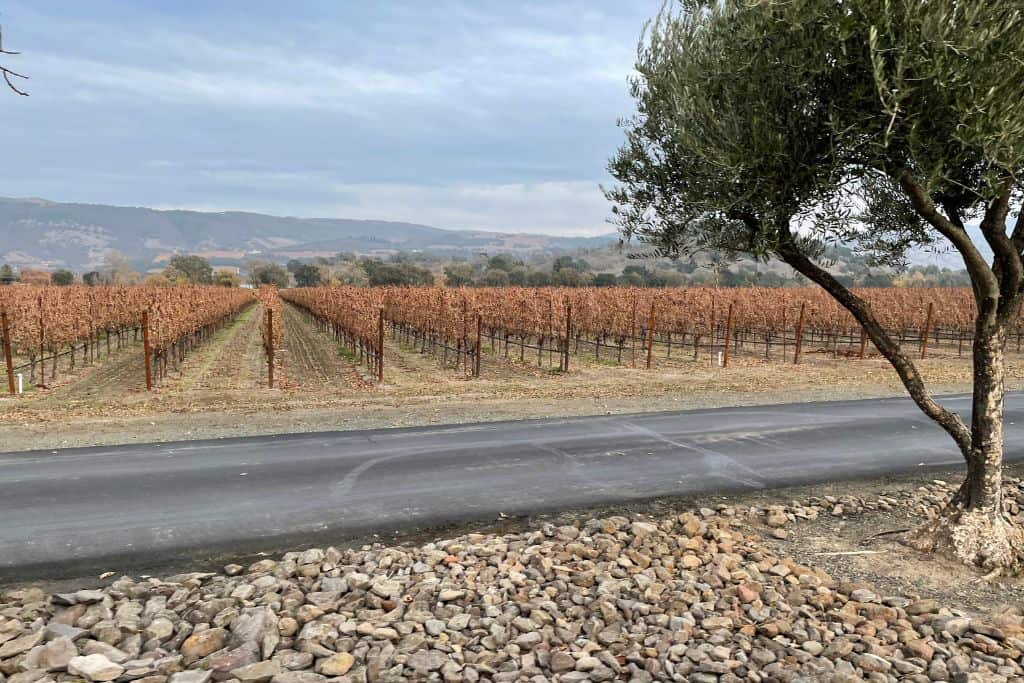 views of vineyards with auburn leaves along a paved road