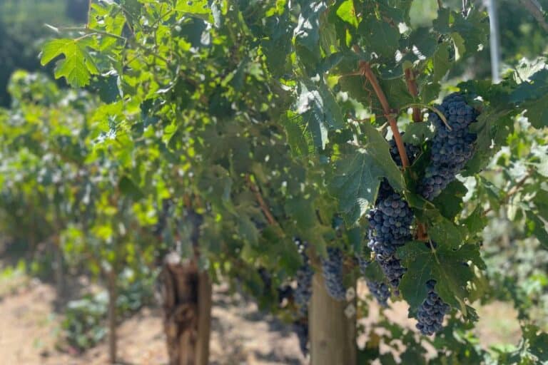 Best Napa Valley Wine Passport: Which One to Choose 2026